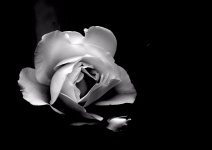 Einzelne weiße Rose, schwarzer Hintergru