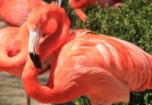 Álmos flamingó