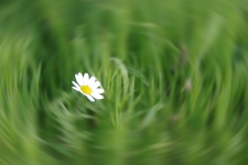 Small White Flower In Blur