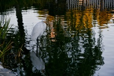 Odbicie Snowy Egret