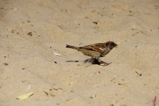 Sparrow On The Beach