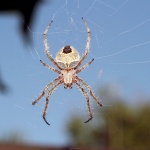 Spinne im Web schließen