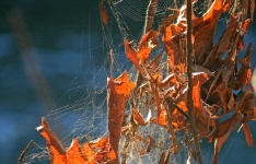 Spider Web Around Autumn Leaves