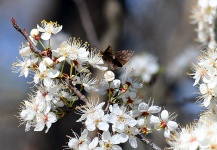 Spring Tree Blossoms And Moth