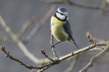Springtime Blue Tit