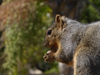 Eichhörnchen, das eine Erdnuss hält