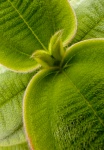 Strange Green Plant