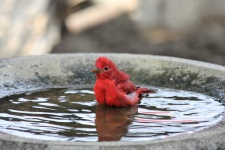 Summer Tanager en Bird Bath