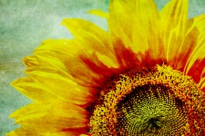 Sonnenblume-Weinlese-Kunst