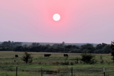 Západ slunce a krávy