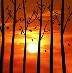 Sunset through trees Silhouette