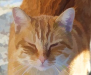 Табби-имбирь-кошка