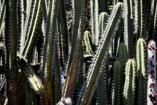 Vysoký hubený kaktus