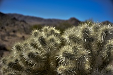 Teddy Bear Cactus