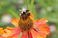 Le pollinisateur