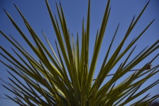Foglie sottili Yucca Plant