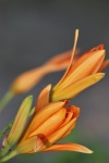 Tři Orange Day Lily Buds
