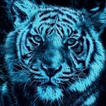 Tigre dans les flammes bleues