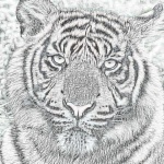 Tigris ceruza rajz
