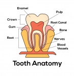 Descrizione del dente