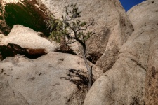 Copac în creștere între roci