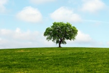 Tree In The Landscape