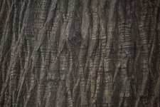 Textury stromu