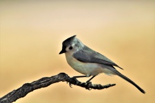 Tufted Titmouse On Branch 2