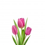 Tulipanes Ilustración Clipart