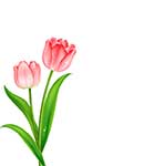 Tulipany Różowy Ilustracja Clipart
