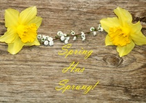 Two Daffodils On Wood Background