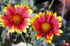 Two Indian Blanket Flowers