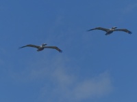 Two Pelicans in Flight