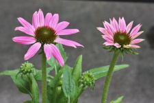 Two Pink Coneflowers And Buds