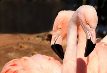 Fundo de dois flamingos cor de rosa