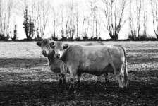 Charolais cows
