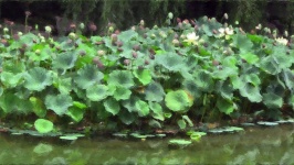 Vodní lilly