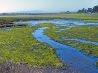 Wetlands in Nor Cal