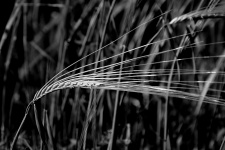 Wheat In Black And White