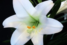 White Easter Lily Macro