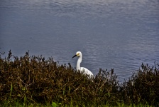 White Egret at the Beach