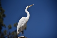 Biała Egret Stojąca