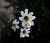 White Flowers Against Black