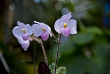 Flor de orquídea branca