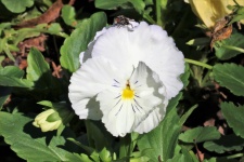 White Pansy Flower And Bug