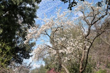 White Pear blossom tree