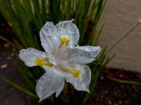 White Petals and Water Drops