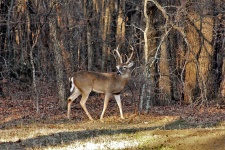 White-tail Buck in Woods