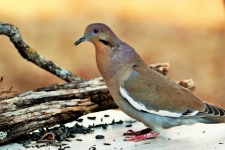 White-winged Dove Close-up
