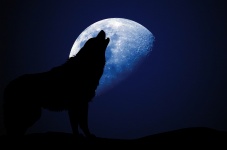 Vlk řítí měsíční silueta